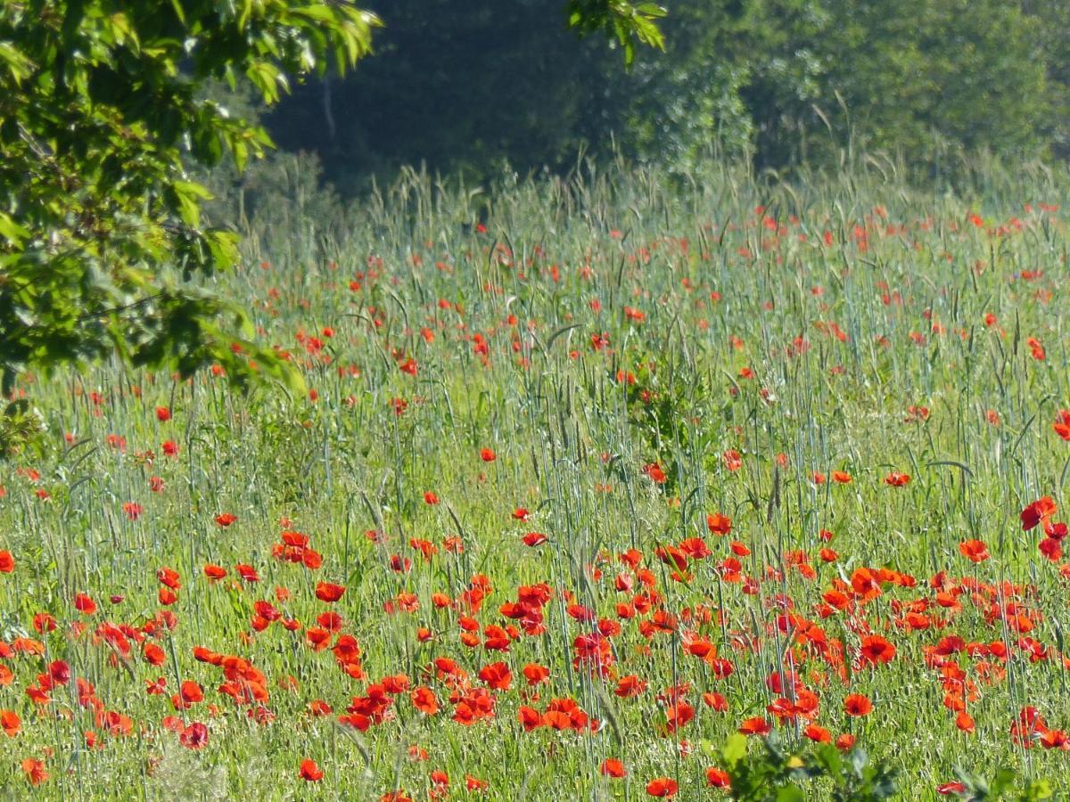 Au Ptit Coquelicot Villa Houyet Bagian luar foto